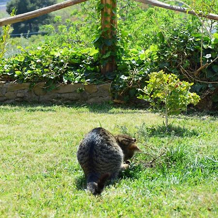 Antico Borgo Etneo Country Hotel Calatabiano Bagian luar foto